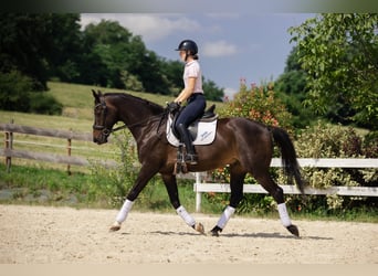 KWPN, Wałach, 10 lat, 167 cm, Ciemnogniada