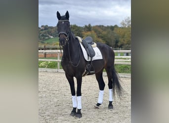 KWPN, Wałach, 10 lat, 167 cm, Ciemnogniada