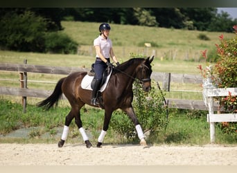 KWPN, Wałach, 10 lat, 167 cm, Ciemnogniada