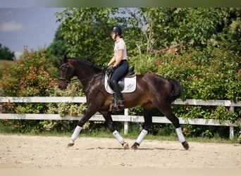 KWPN, Wałach, 10 lat, 167 cm, Ciemnogniada