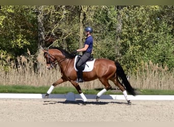 KWPN, Wałach, 10 lat, 167 cm, Gniada
