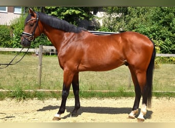 KWPN, Wałach, 10 lat, 168 cm, Gniada