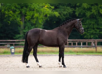 KWPN, Wałach, 10 lat, 169 cm