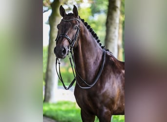 KWPN, Wałach, 10 lat, 170 cm, Ciemnogniada