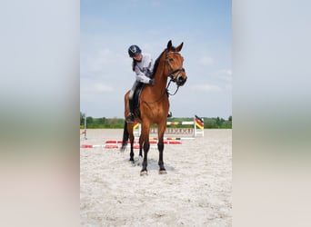 KWPN, Wałach, 10 lat, 170 cm, Gniada