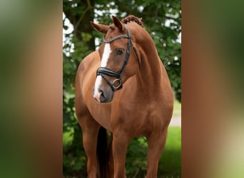 KWPN, Wałach, 10 lat, 170 cm, Jasnogniada
