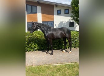 KWPN, Wałach, 10 lat, 170 cm, Kara