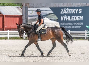 KWPN, Wałach, 10 lat, 172 cm, Gniada