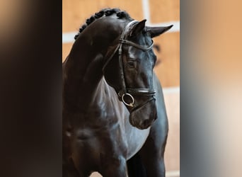 KWPN, Wałach, 10 lat, 172 cm, Kara