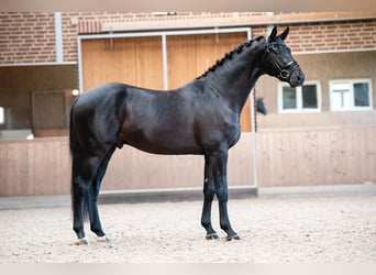 KWPN, Wałach, 10 lat, 172 cm, Kara