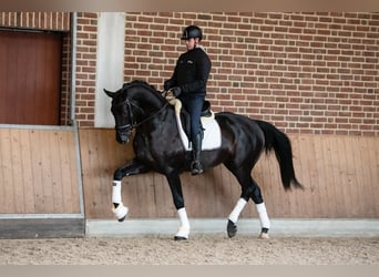 KWPN, Wałach, 10 lat, 172 cm, Kara