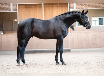 KWPN, Wałach, 10 lat, 172 cm, Kara