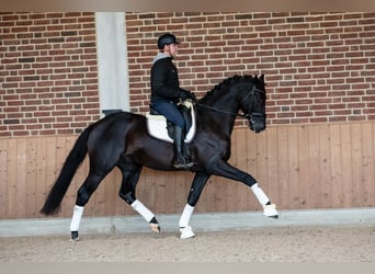 KWPN, Wałach, 10 lat, 172 cm, Kara