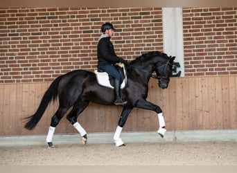 KWPN, Wałach, 10 lat, 172 cm, Kara