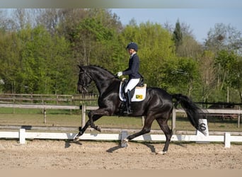KWPN, Wałach, 10 lat, 172 cm, Kara
