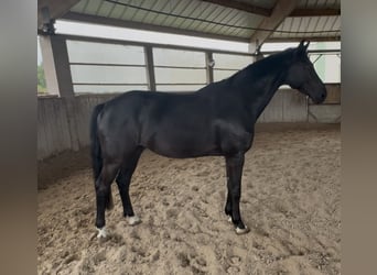 KWPN, Wałach, 10 lat, 172 cm, Kara