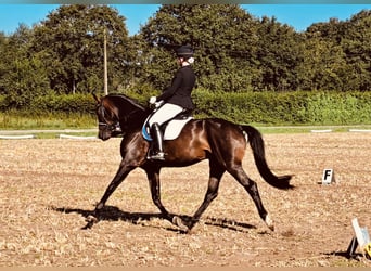 KWPN, Wałach, 10 lat, 174 cm, Ciemnogniada