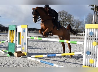 KWPN, Wałach, 10 lat, 175 cm, Kasztanowata