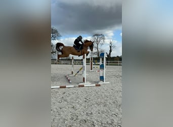 KWPN, Wałach, 10 lat, 175 cm, Kasztanowata