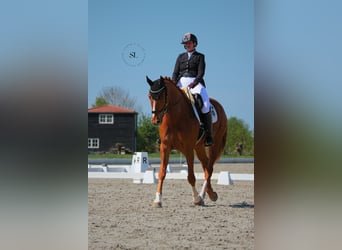 KWPN, Wałach, 10 lat, 181 cm, Kasztanowata