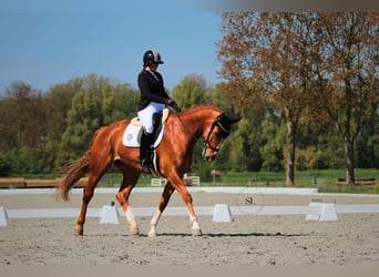 KWPN, Wałach, 10 lat, 181 cm, Kasztanowata