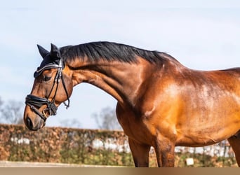 KWPN, Wałach, 11 lat, 159 cm, Gniada