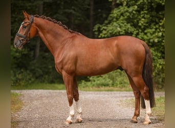 KWPN, Wałach, 11 lat, 164 cm, Ciemnokasztanowata