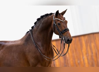 KWPN, Wałach, 11 lat, 164 cm, Gniada