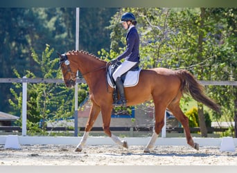 KWPN, Wałach, 11 lat, 164 cm, Kasztanowata