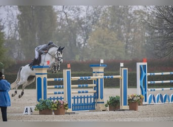 KWPN, Wałach, 11 lat, 164 cm, Siwa