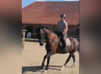 KWPN, Wałach, 11 lat, 165 cm, Kara