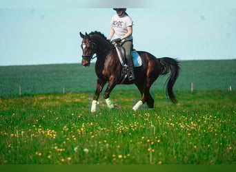 KWPN, Wałach, 11 lat, 168 cm, Gniada