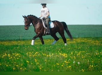 KWPN, Wałach, 11 lat, 168 cm, Gniada