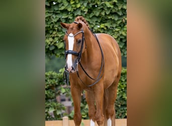 KWPN, Wałach, 11 lat, 169 cm, Kasztanowata