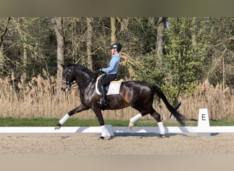 KWPN, Wałach, 11 lat, 169 cm, Skarogniada