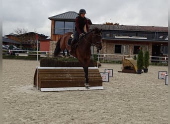 KWPN, Wałach, 11 lat, 170 cm, Ciemnogniada