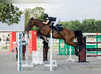 KWPN, Wałach, 11 lat, 170 cm, Gniada