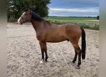 KWPN, Wałach, 11 lat, 172 cm, Gniada