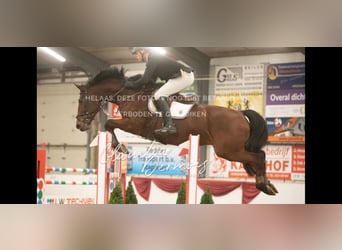 KWPN, Wałach, 11 lat, 173 cm, Gniada