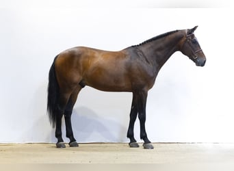 KWPN, Wałach, 11 lat, 174 cm, Ciemnogniada