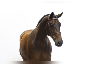 KWPN, Wałach, 11 lat, 174 cm, Ciemnogniada