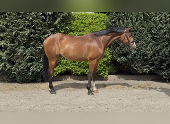 KWPN, Wałach, 11 lat, 175 cm, Gniada