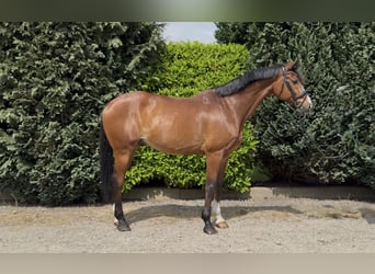 KWPN, Wałach, 11 lat, 175 cm, Gniada