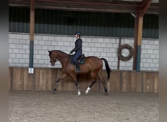 KWPN, Wałach, 11 lat, 175 cm, Gniada