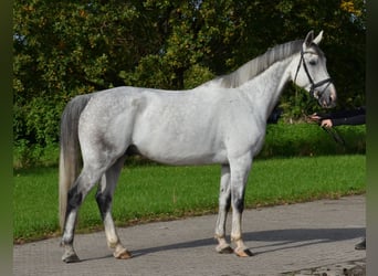 KWPN, Wałach, 11 lat, 175 cm, Siwa jabłkowita