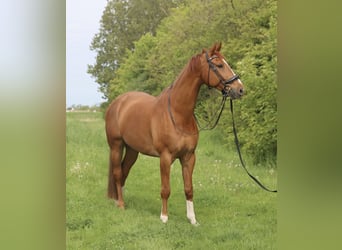 KWPN, Wałach, 11 lat, 180 cm, Kasztanowata
