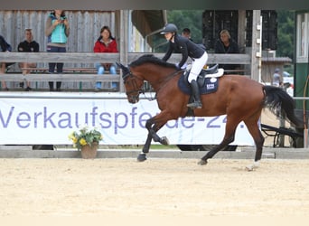 KWPN, Wałach, 11 lat, 182 cm, Gniada