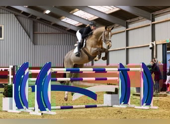 KWPN, Wałach, 12 lat, 163 cm, Gniada