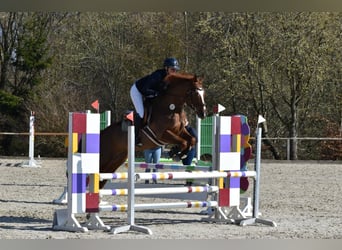 KWPN, Wałach, 12 lat, 164 cm, Ciemnokasztanowata