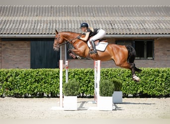 KWPN, Wałach, 12 lat, 166 cm, Gniada